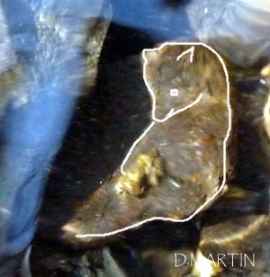 LES EMANANTS ANIMAUX 2