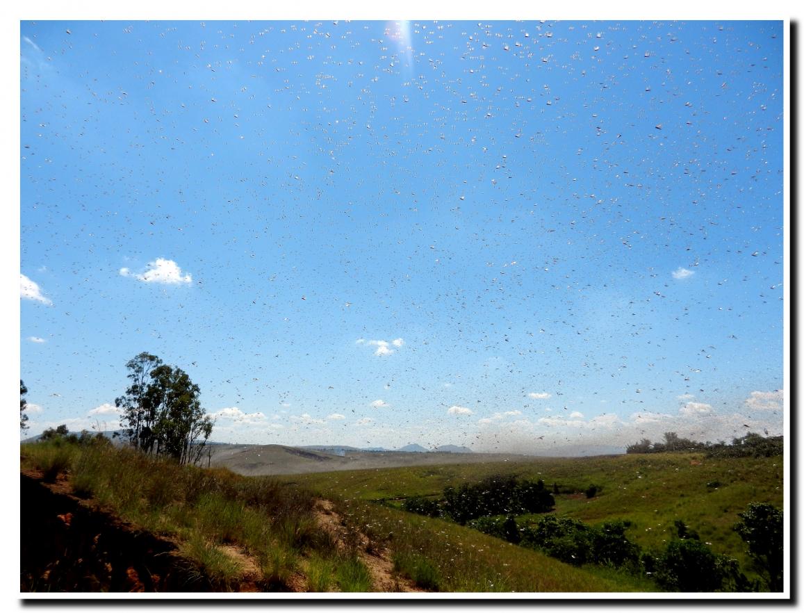 NUAGE DE CRIQUETS 