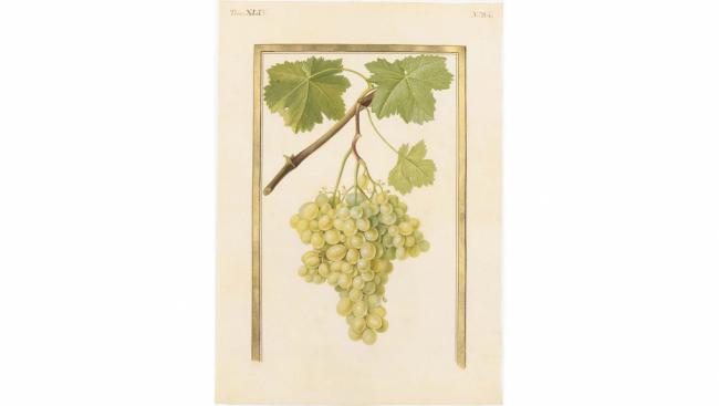 Le Calendrier floral du Jardin des Plantes