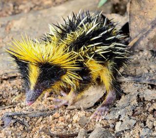 http://lancien.cowblog.fr/images/Animaux6/tenrec1.jpg