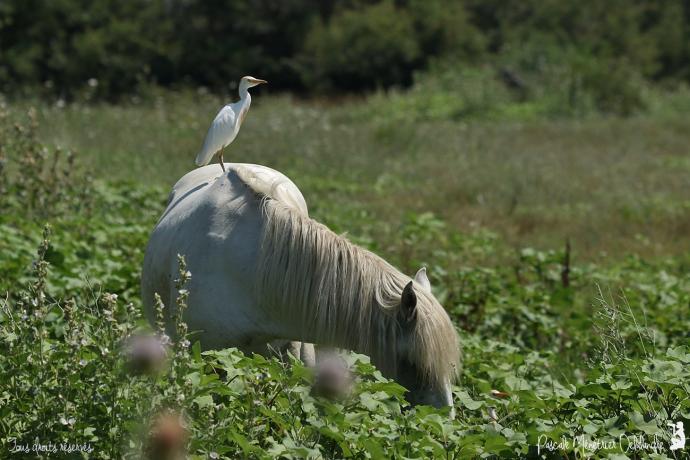 Cheval de Camargue et Héron Garde-boeufs