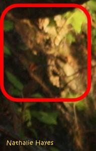 La Page de Nathalie Hayes