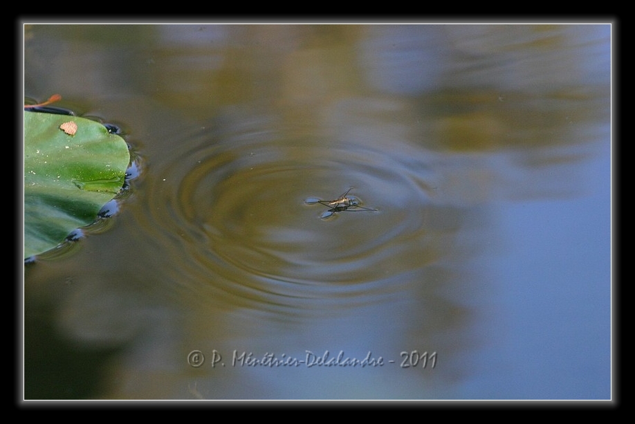Marcher sur l'eau...