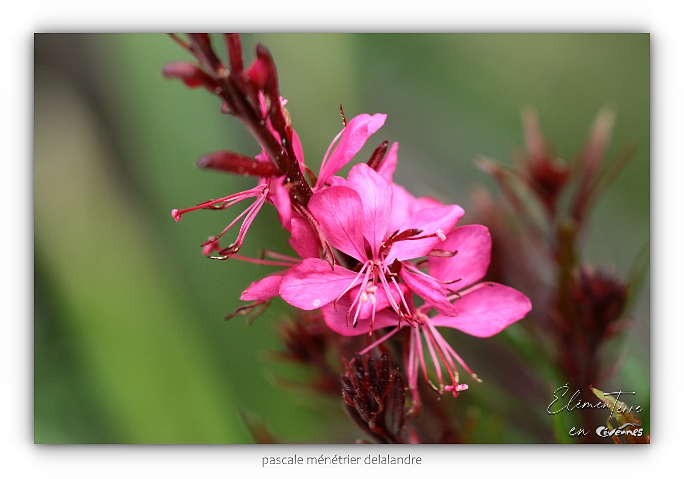 Gaura lindheimeri