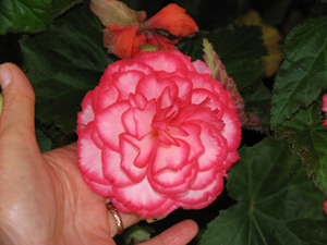 Les fleurs communiquent