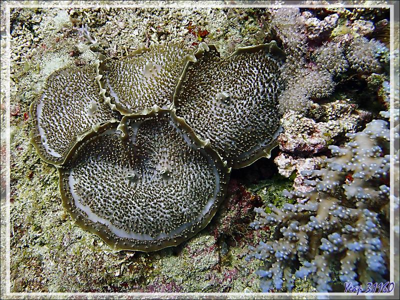 Anémone oreille-d'éléphant, Giant mushroom anemone, Elephant's ear anemone (Amplexidiscus fenestrafer) - Bank des Frères - Tsarabanjina - Mitsio - Madagascar