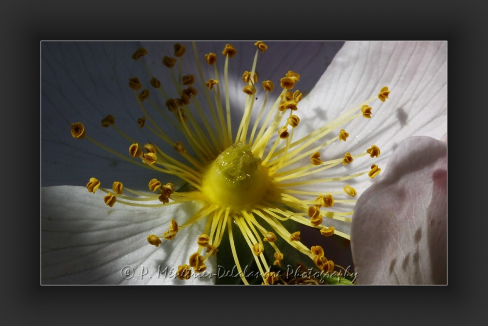 Fleurs d'églantier...