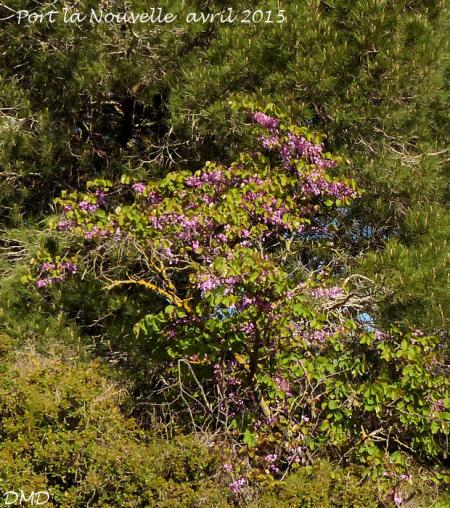 Cercis siliquastrum  -  arbre de Judée