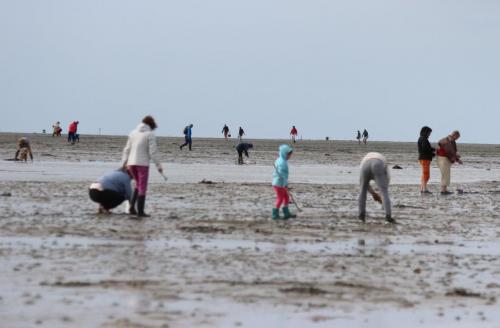 Ile de Noirmoutier  ( Vendée )