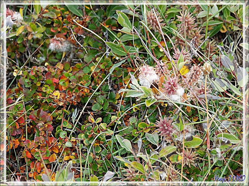 Couleurs d'automne précoces pour les plantes de la toundra - Sermermiut - Ilulissat - Baie de Disko - Groenland