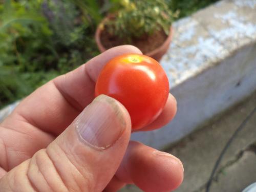Tomates cocktail