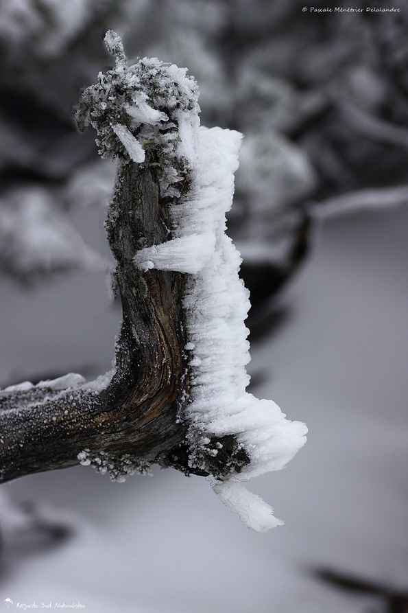 Quand le vent et la neige jouent ensemble...
