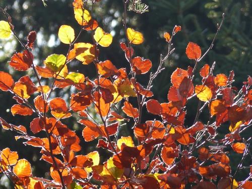 L'automne à l'Aigoual