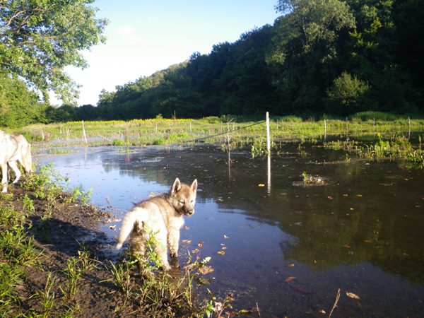 8 semaines: Ballade au lac
