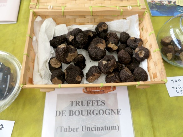 La "Tuber Uncinatum" du Châtillonnais a été mise en valeur, lors de la Fête de la Truffe Impériale du 26 octobre 2024