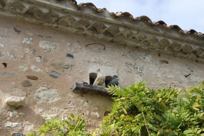2 Mornac sur Seudre (20)
