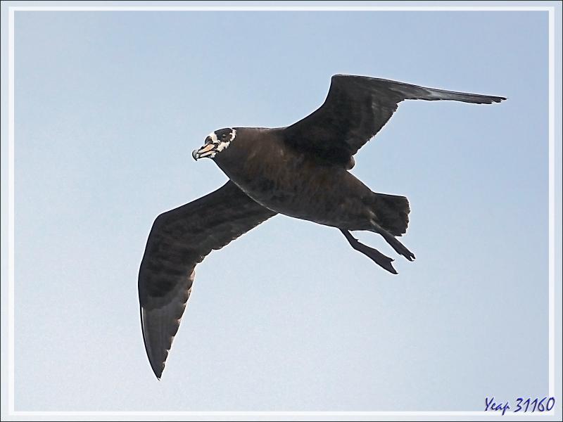 Observation d'oiseaux entre Tristan da Cunha et Le Cap : Pétrel à lunettes, Spectacled Petrel (Procellaria conspicillata)