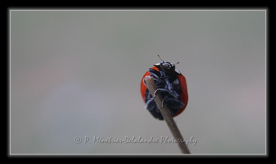 Balade d'une coccinelle...