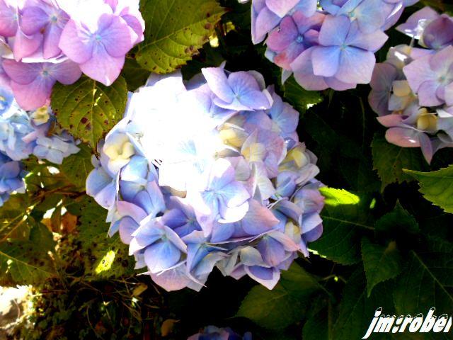 Cette fleur de l'été breton par exellence venue en limousin 