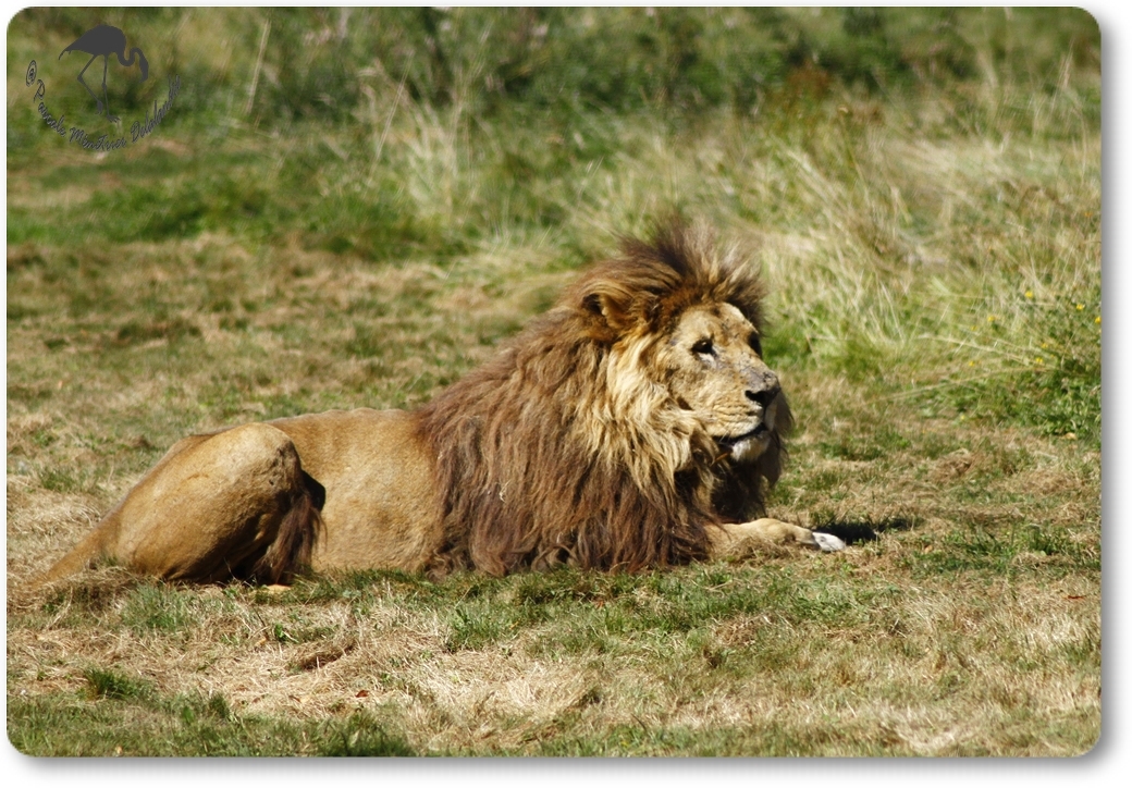 Lion (Panthera léo - Le parc au Félins - Nesles)