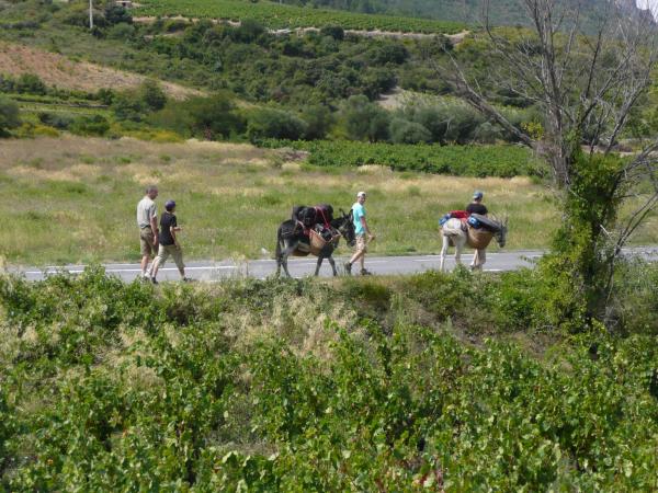 Casimir et Miguel, les ânes qui font étape au camping