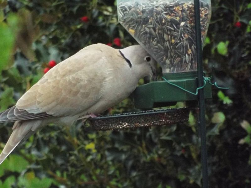 Les visiteurs au jardin ...
