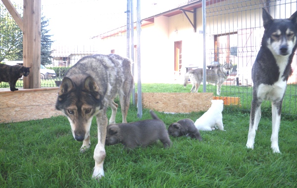 4 semaines: Les chiots et la meute