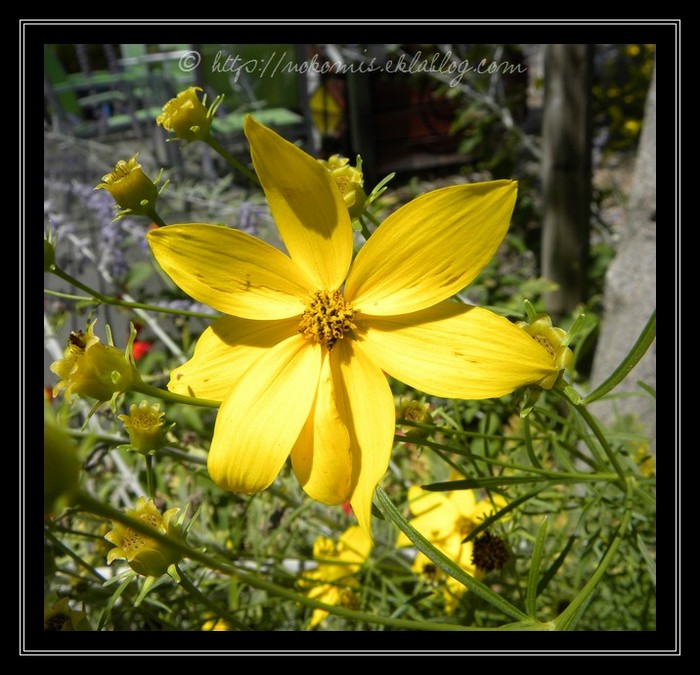Fleurs soleils...