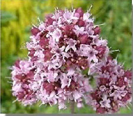 Fleurs cultivées : Marjolaine