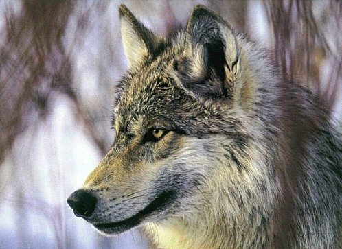 loup_039-copie-1.jpg