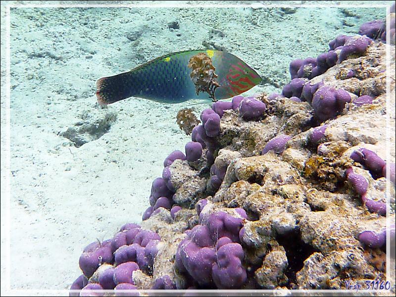 Labre ou Girelle échiquier, Checkerboard wrasse (Halichoeres hortulanus), mâle - Jardin de corail - Motu Tautau - Taha'a - Polynésie française