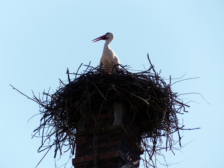 Cigogne