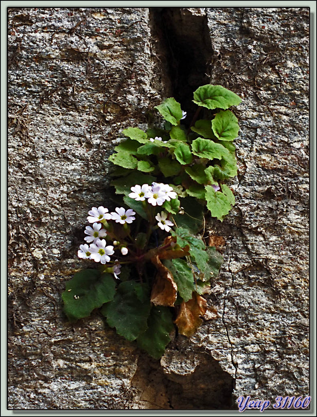 Blog de images-du-pays-des-ours : Images du Pays des Ours (et d'ailleurs ...), Primevères inconnues vues dans les falaises du Monastère de Taktsang Pelphug - Paro - Bhoutan