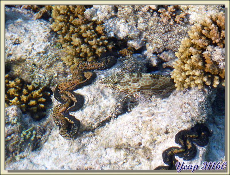Macabit blanc ou Mérou gâteau de cire - Atoll Fakarava - Tuamotu - Polynésie française