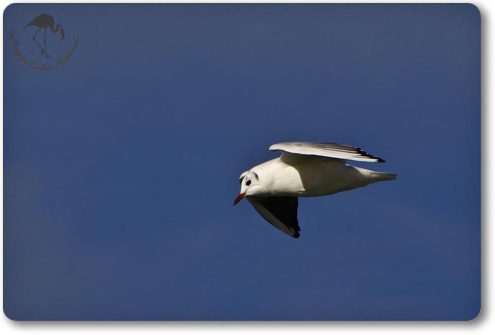 Mouette rieuse...