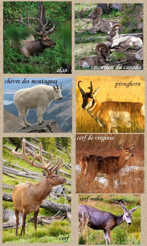 Patrimoine mondial de l'Unesco : Le parc national de Yellowstone - Etats-Unis -