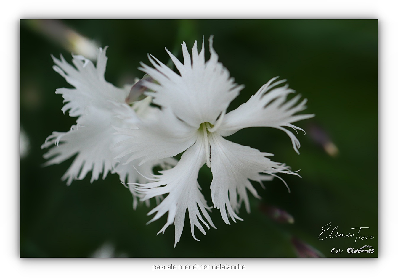 Oeillets des sables - DIANTHUS arenarius