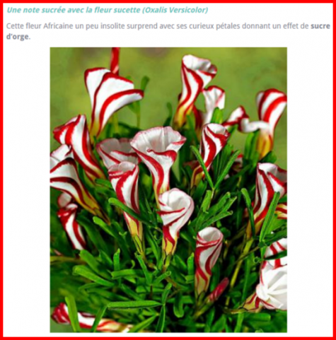 Fleurs Rares.