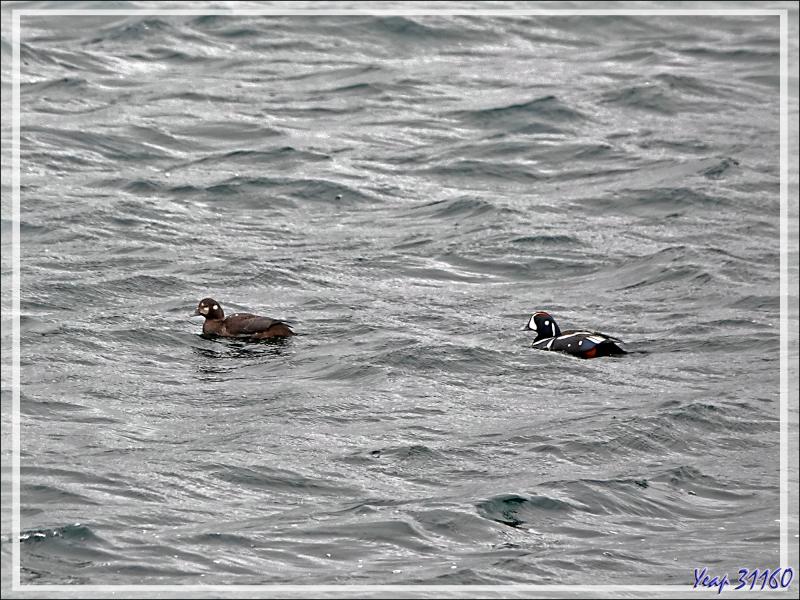 08/06/2023 : la découverte du fjord Hvalfjordur se poursuit sous une pluie battante, paysage quasi inexistant car nous baignons dans la brume - Islande