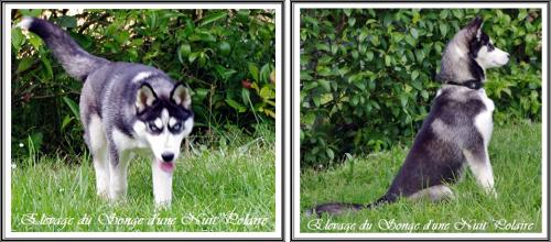 Réussir les photos de son Husky (29 juin 2013)