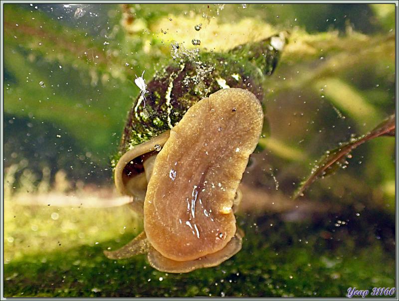Limnée des étangs, Limnée stagnale, Grande lymnée des étangs, Swamp lymnaea, Great pond snail (Lymnaea stagnalis) - Lartigau - Milhas - 31