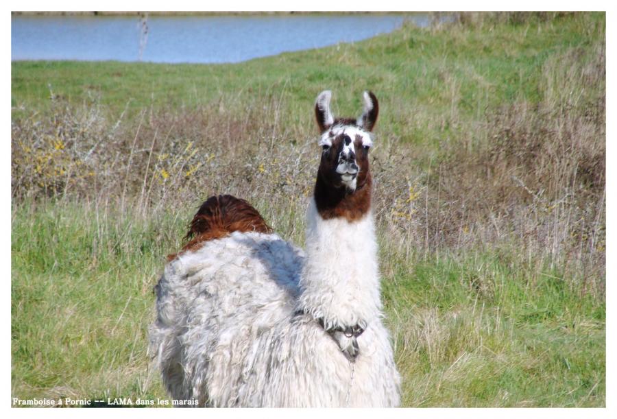 Le Lama dans les marais 