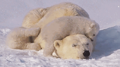 Exposé sur l'ours polaire