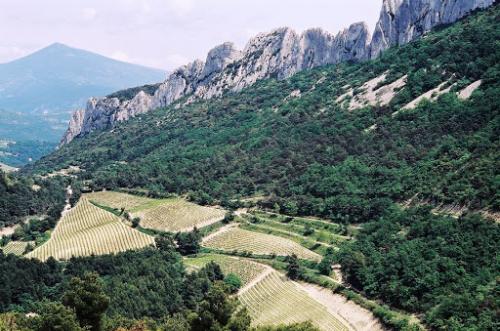 Les dentelles de Montmirail  (Vaucluse)