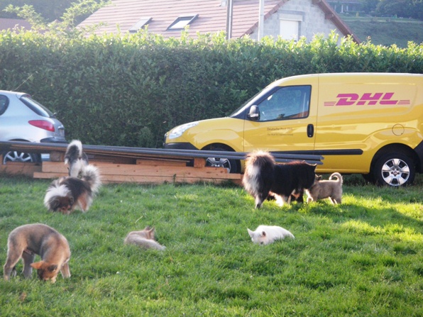 Visites chien