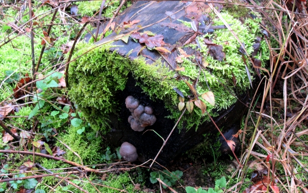 Une belle sortie de la Société Mycologique au bord de l'étang de Marcenay, à la recherche de pézizes et autres beaux champignons