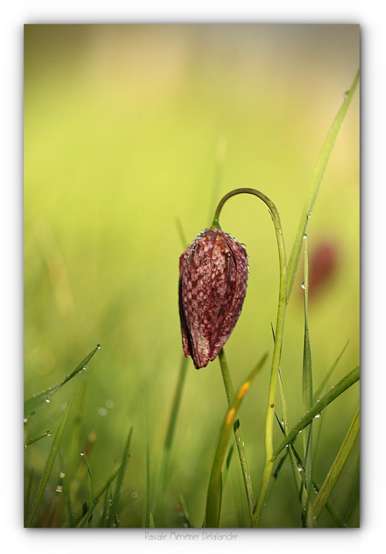 Fritillaires pintades