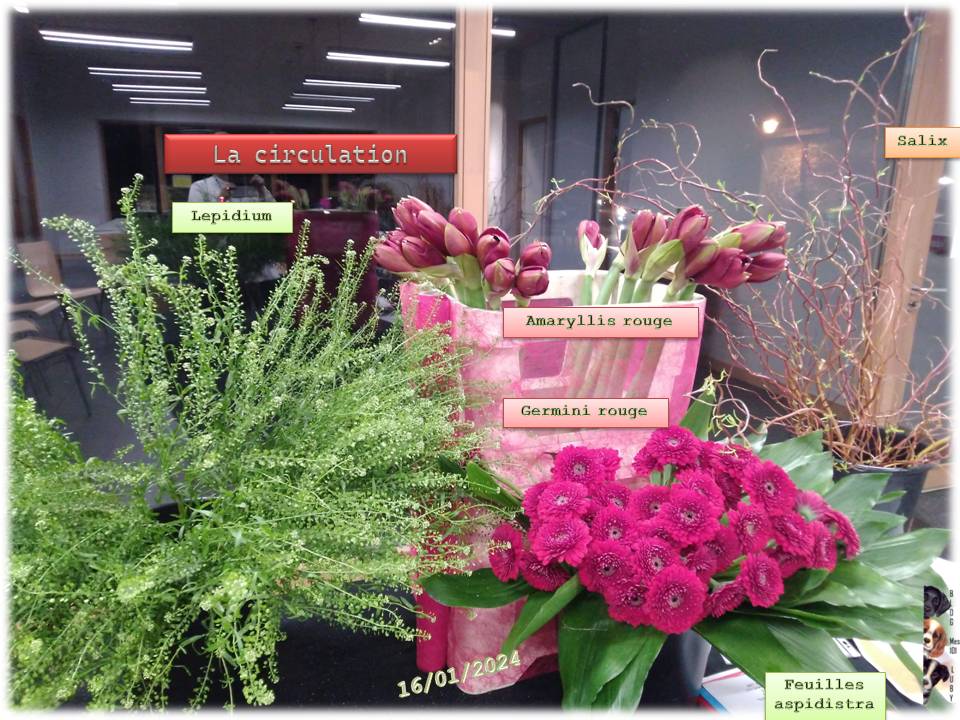 La circulation (florale)