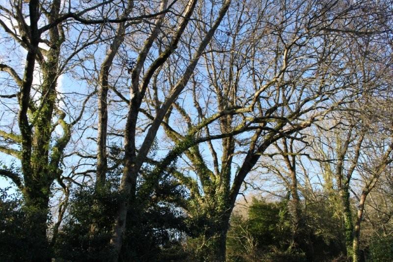 Landévennec (15)