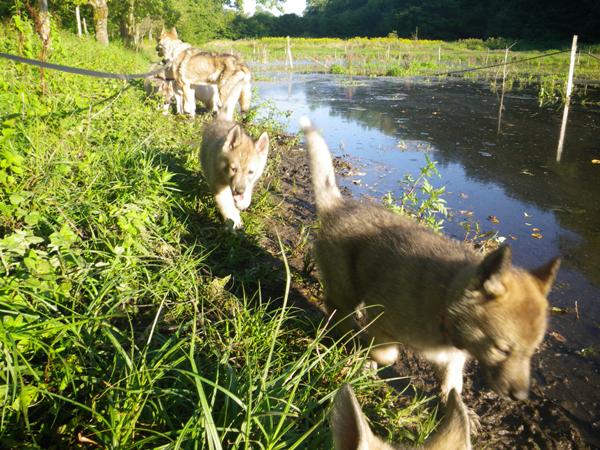 8 semaines: Ballade au lac